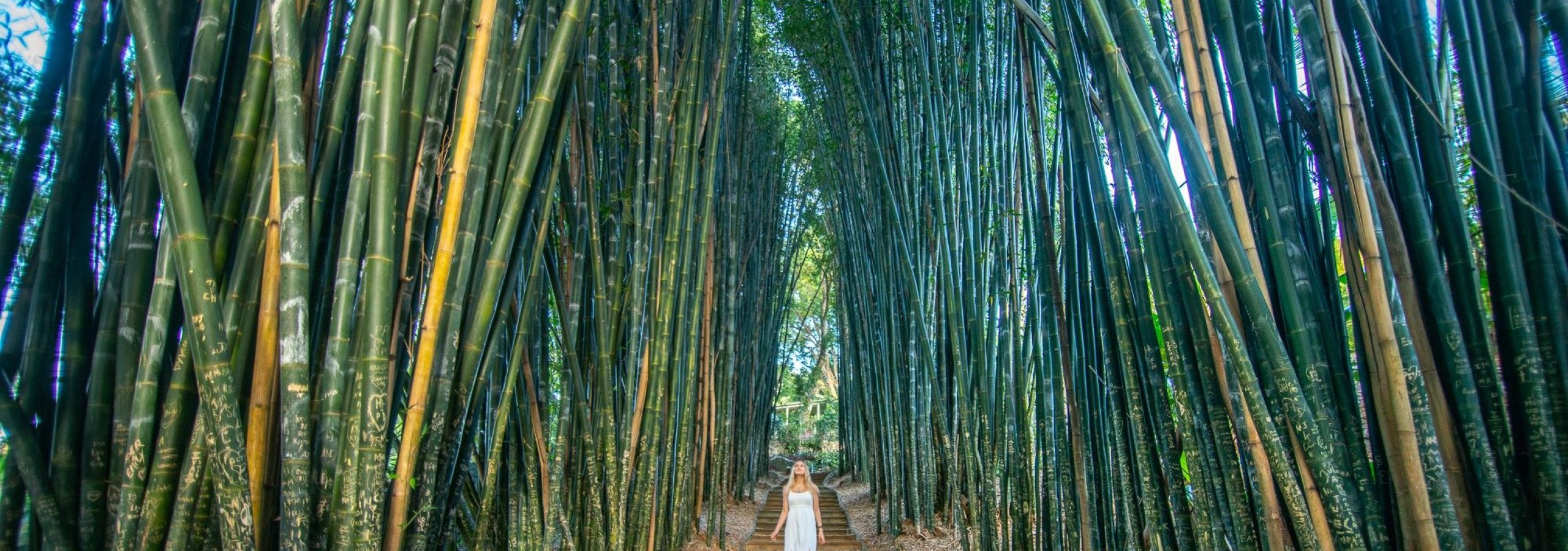 bamboo forest