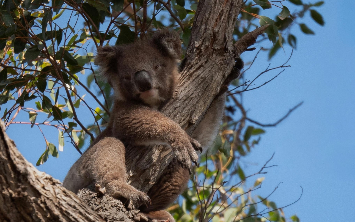 Comma Day Spa in Byron Bay